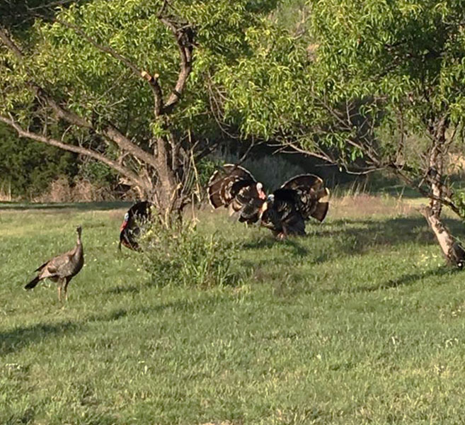Wild turkeys in the Texas Panhandle near PnK RV Park